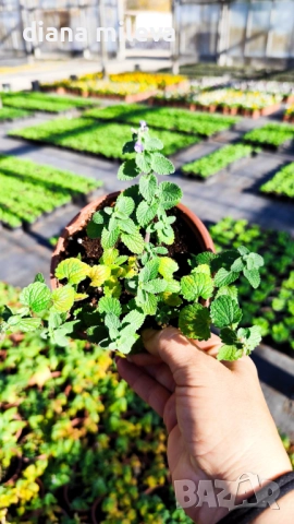 Непета, Nepeta, многогодишна и студоустойчива!!, снимка 4 - Градински цветя и растения - 52425887