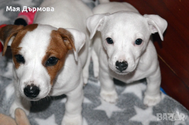 джак -ръсел териер с родословие, снимка 5 - Джак ръсел териер - 54152371