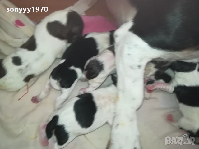 ДЖАК РЪСЕЛ БЕБЕТА 1408252035, снимка 16 - Джак ръсел териер - 51369704