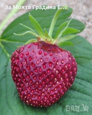 Ягода /Череша - Чери бери, снимка 2 - Разсади - 53623912