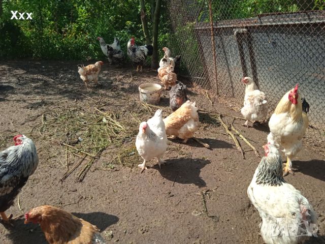 Пчелни отводки. Млади пуйки, кокошки Брама, пилета и юрдечки. , снимка 5 - Кокошки и пуйки - 40604731
