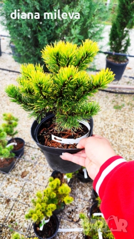 Pinus mugo Dezember gold(Клек Декемврийско злато), снимка 7 - Градински цветя и растения - 52113275