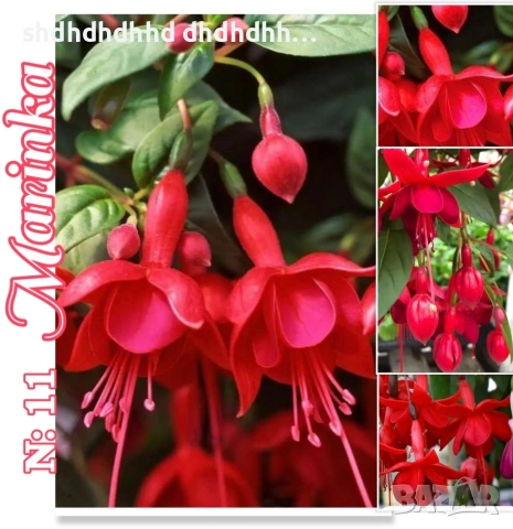 👑Фуксия Градинска и Каскадна , снимка 14 - Други - 54270498