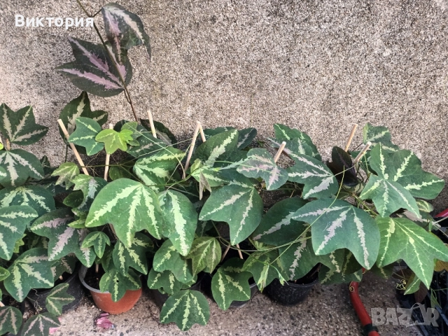 Пасифлора триивична/трифасциата/, снимка 2 - Стайни растения - 51710873