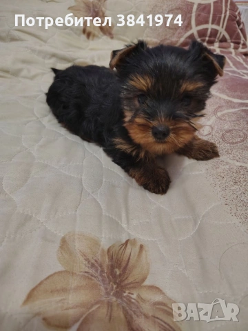 Йоркширски териер, снимка 5 - Йоркширски териер - 53456403