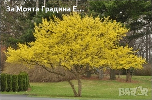 Жълт Дрян , снимка 3 - Градински цветя и растения - 53619111