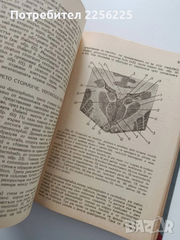 Анатомия 1947г, снимка 5 - Специализирана литература - 54030750