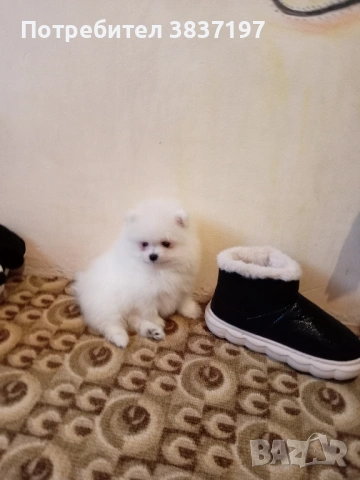3 мъжки и 1 женско, снимка 5 - Померан - 52996319