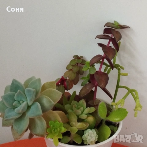 Сукуленти микс, вкоренени, снимка 2 - Стайни растения - 54008965