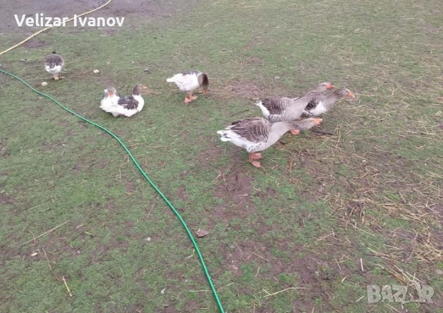 Продавам млади гъски