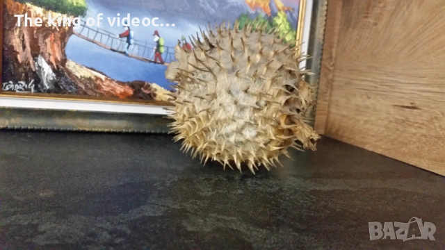 Препарирана риба Фуго  , снимка 7 - Антикварни и старинни предмети - 53459041