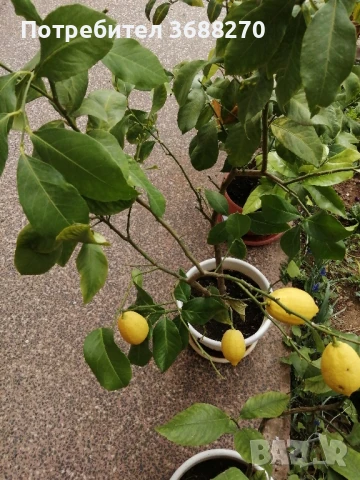 лимон. дръвче, снимка 5 - Разсади - 51416362