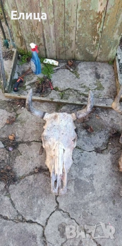 Кукерски маски конски опашки на бич черепи, снимка 12 - Антикварни и старинни предмети - 53122095