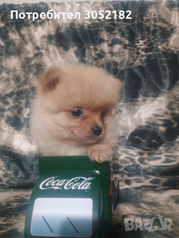 Свободно момче померанче, снимка 3 - Померан - 53288902