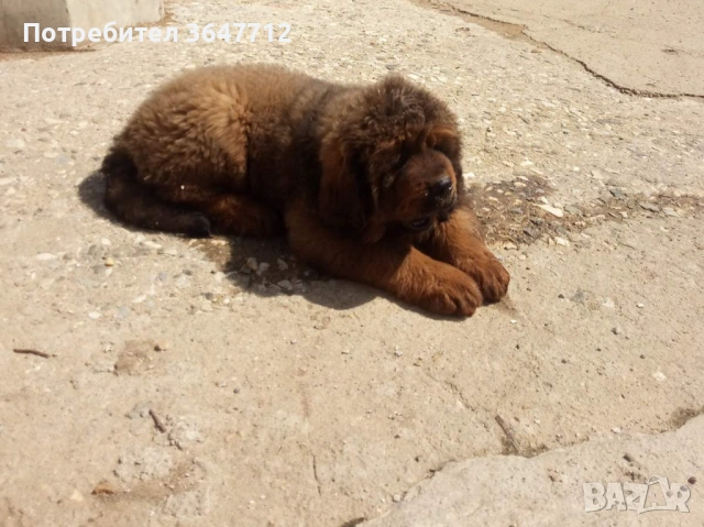 Тибетски мастиф , снимка 4 - Мастиф - 54087033