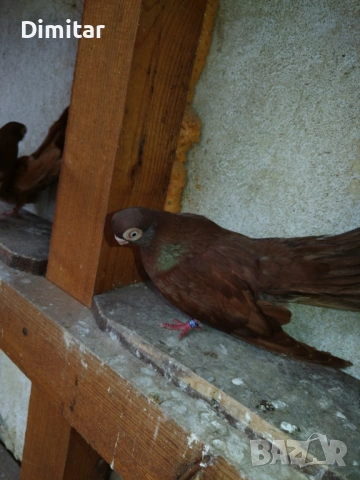 Продават се. 