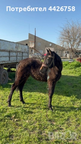 Конче , снимка 2 - Други - 54244590