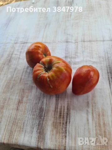 Разсад домат "Биволско сърце", снимка 2 - Градински цветя и растения - 53735749