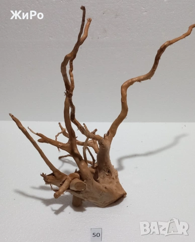 Корен от Азалия /декорация/ 50, снимка 2 - Други - 54102162