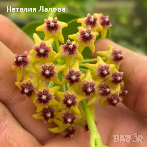 Хоя, hoya cummungiana, снимка 1 - Стайни растения - 47565714