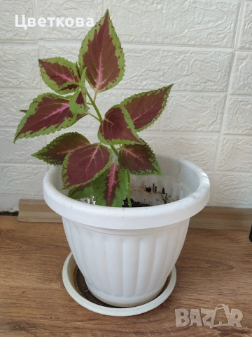 стайни растения +отстъпка и подарък, снимка 3 - Стайни растения - 53654474