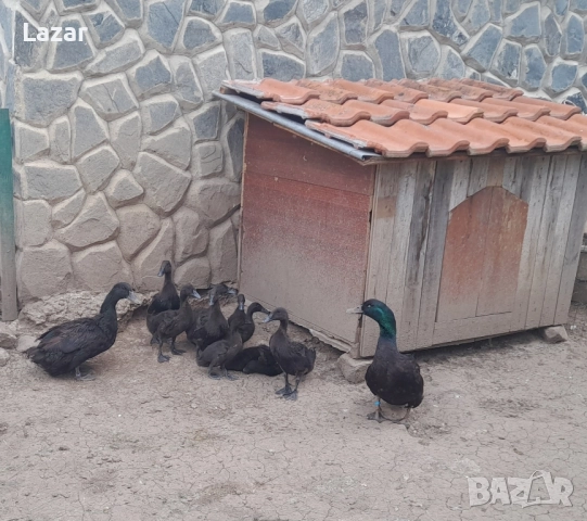 Яйца от различни видове водоплаващи, снимка 2 - други­ - 51573552