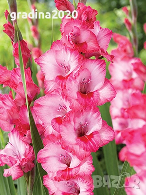 🌸 Луковици Гладиоли (Gladiolus), снимка 10 - Разсади - 53145180