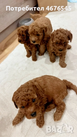 Мини пудел момче