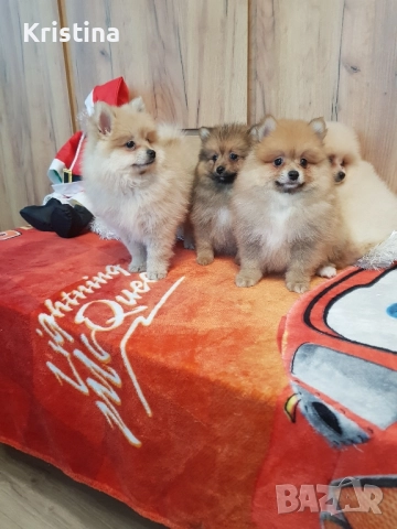 Померан померанчета свободни