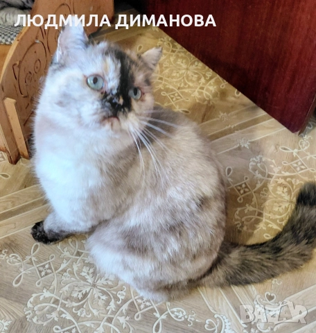 Персийско екзотично момиче. , снимка 8 - Персийска - 52690091