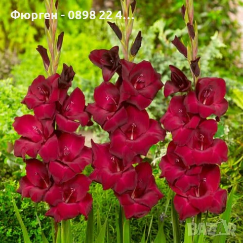 🌸 Луковици Гладиоли (Gladiolus), снимка 14 - Разсади - 53145212
