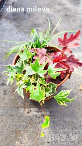 Аранжировка от вечнозелени и студоустойчиви растения за сянка!!!, снимка 7 - Градински цветя и растения - 53304418