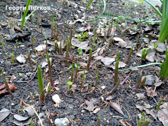 Момина сълза - 10 коренчета., снимка 2 - Градински цветя и растения - 53957385