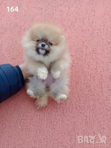 Померани. Реални снимки от 02.02.26 г. Различни възрасти!, снимка 7 - Померан - 53316084