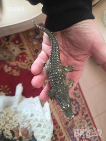 Schleich made in Tunisia, снимка 12 - Колекции - 53733989