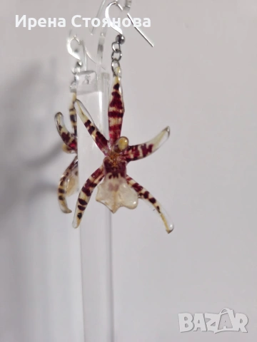 Обеци с естествен цвят на орхидея Brassia, снимка 11 - Обеци - 53662889