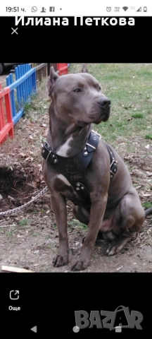 Мъжки питбул  Blue nose с родословие, снимка 2 - Американски стафордширски териер - 54017886