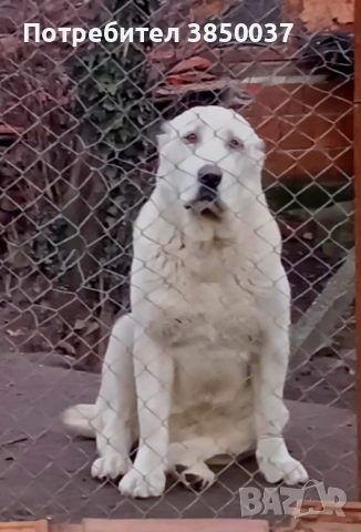 Свободна женска Алабай