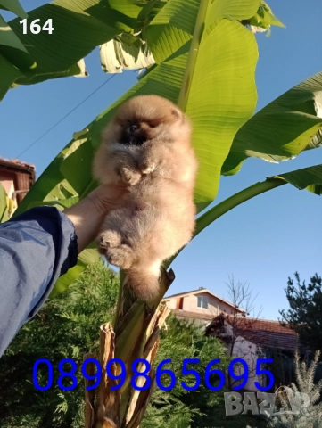 Мъжки Померан на 3 месеца. Реални снимки!, снимка 6 - Померан - 52684790