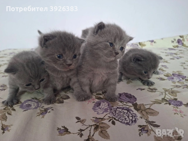 Британска късокосместа, снимка 2 - Британска късокосместа - 53935220