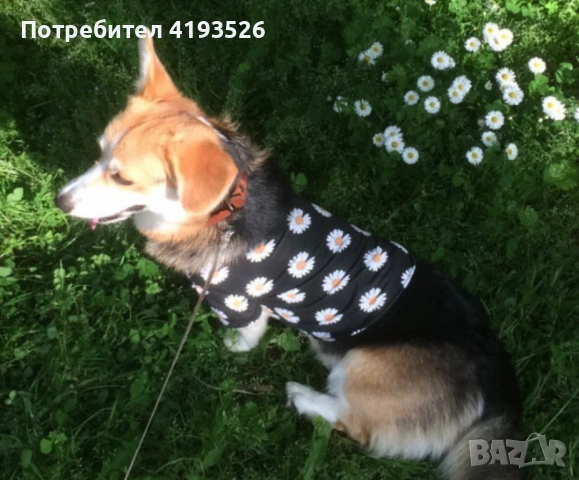 Продавам Уелско корги Пембрук трицветно с родословие, снимка 2 - Други - 54239157