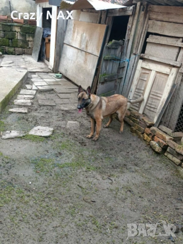 Белгийска овчарка женска, снимка 3 - Белгийска овчарка - 53162633