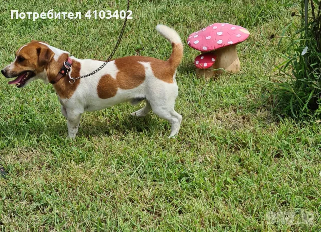 Джак Ръсел териер , снимка 3 - Джак ръсел териер - 50067142