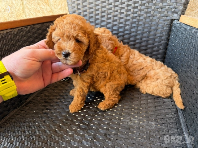 Мини пудели Актуално от 26.4.2026, снимка 6 - Пудели - 54207444