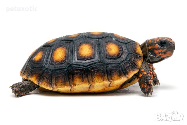 Сухоземна Червенопетниста Костенурка Карбонария - Red-footed tortoise, Chelonoidis carbonarius, снимка 1 - Костенурки - 46069773