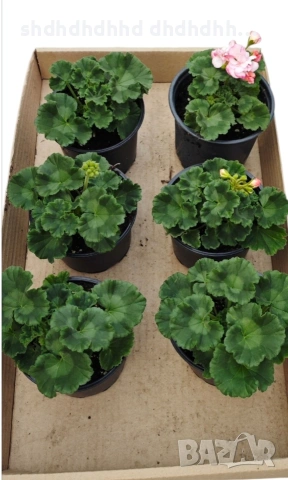 Сортови Мушката за колекционери 5 € за брой ( четири цвята ), снимка 8 - Градински цветя и растения - 54231825