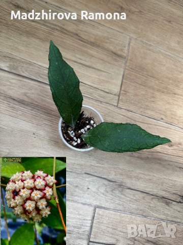 Хоя. Hoya Finlaysonii sukirin 