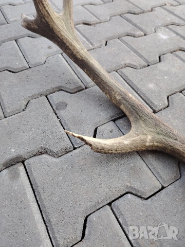 Еленов рог, снимка 3 - Декорация за дома - 53710108