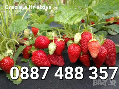 Продавам разсад ягоди , снимка 9 - Градински цветя и растения - 53815600