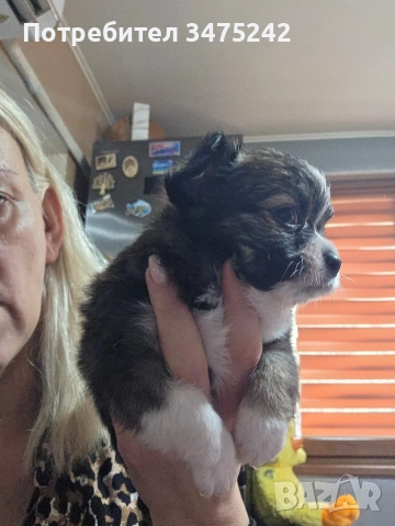 Мини чихуахуа момче, снимка 3 - Чихуахуа - 52882194